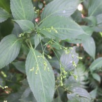 Strobilanthes hamiltoniana (Steud.) Bosser & Heine